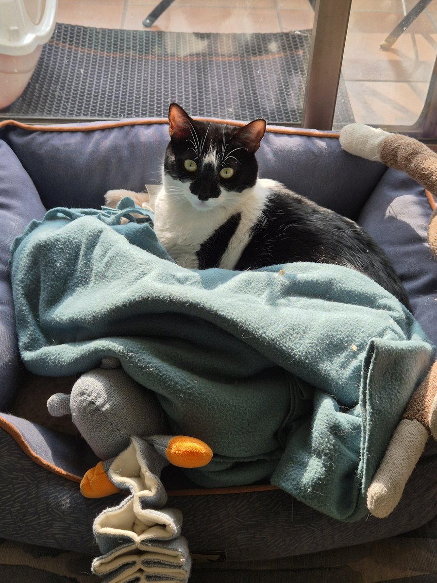 intinix's tweet photo. #MiMascotaRata https://t.co/YW8JRV6iNS