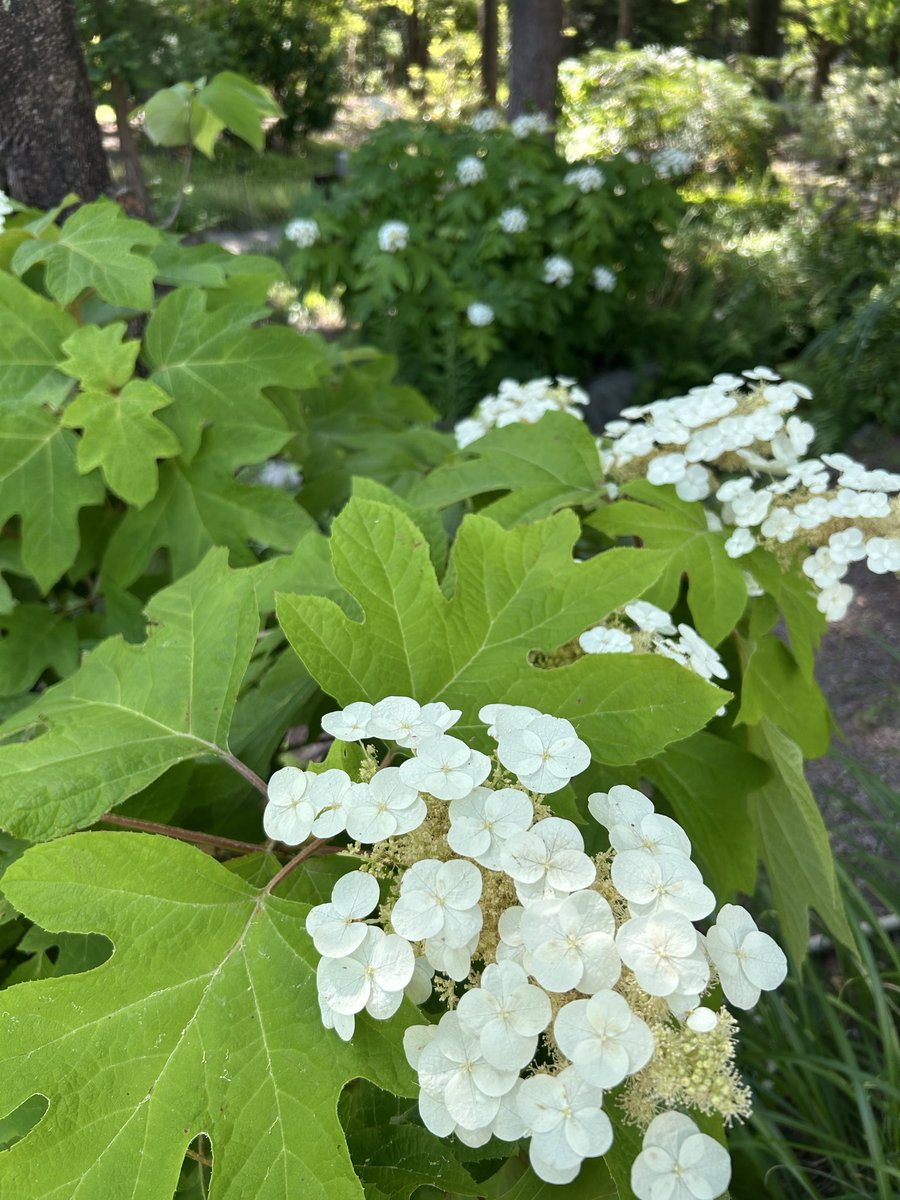 flariegarden's tweet photo. 6月になりました！
気になりますよね。
紫陽花✨✨

フラリエの紫陽花は今、こんな感じです！

#フラリエ　#あじさい  #大須　#久屋大通　#栄　#名古屋 https://t.co/gxgTvgM2Rl