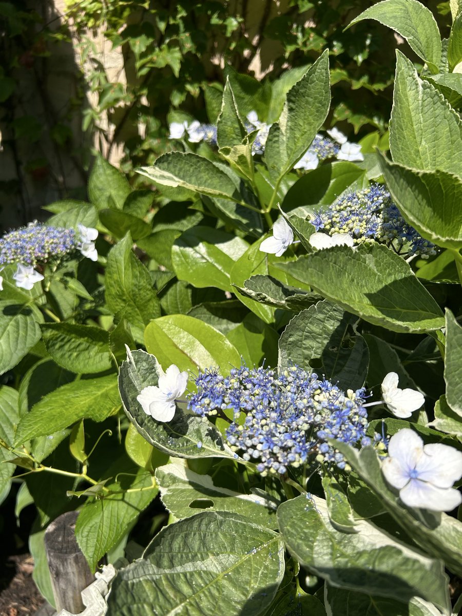 flariegarden's tweet photo. 6月になりました！
気になりますよね。
紫陽花✨✨

フラリエの紫陽花は今、こんな感じです！

#フラリエ　#あじさい  #大須　#久屋大通　#栄　#名古屋 https://t.co/gxgTvgM2Rl