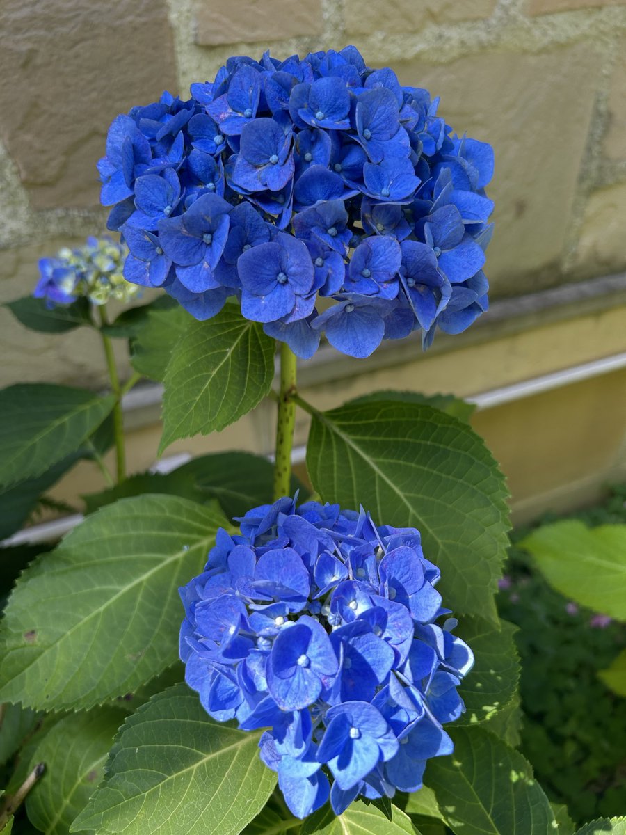 flariegarden's tweet photo. 6月になりました！
気になりますよね。
紫陽花✨✨

フラリエの紫陽花は今、こんな感じです！

#フラリエ　#あじさい  #大須　#久屋大通　#栄　#名古屋 https://t.co/gxgTvgM2Rl