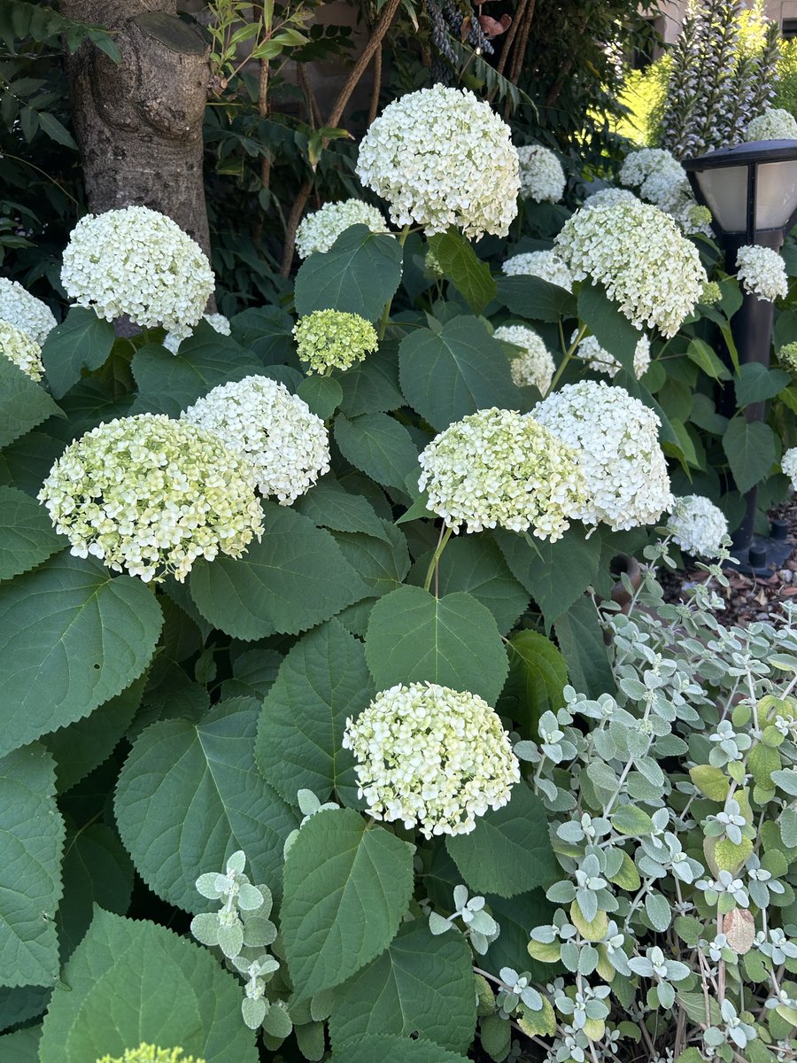 flariegarden's tweet photo. 6月になりました！
気になりますよね。
紫陽花✨✨

フラリエの紫陽花は今、こんな感じです！

#フラリエ　#あじさい  #大須　#久屋大通　#栄　#名古屋 https://t.co/gxgTvgM2Rl