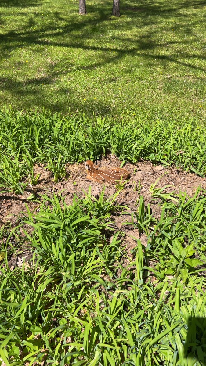 oxonce's tweet photo. @wildriceeater @Raclure03 About 3 weeks I heard. My son had this little beaut in his backyard the other day. Mom came back and scooted it off after 10 hours of napping. https://t.co/G6ez3Bn35Y
