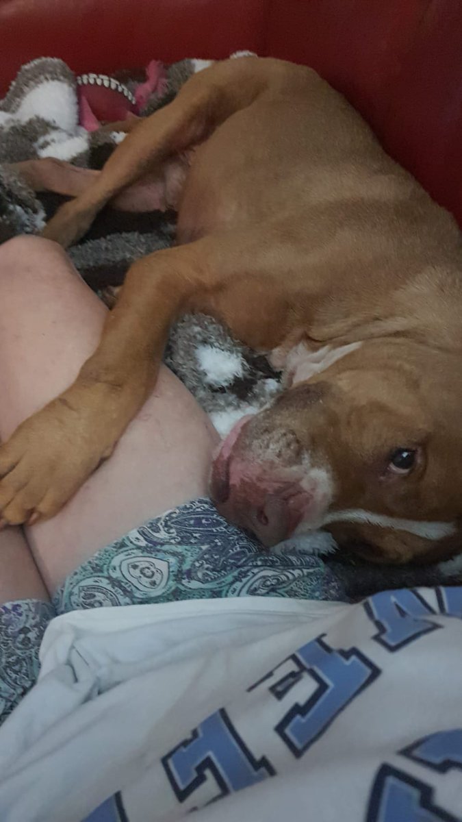 AnnaTAG2's tweet photo. And we are home, thank you Kim for adopting our very handsome Madoc, thank you Lynelle for help TAG find his happy ending 🤗🐾 https://t.co/ggcYtTFRgy