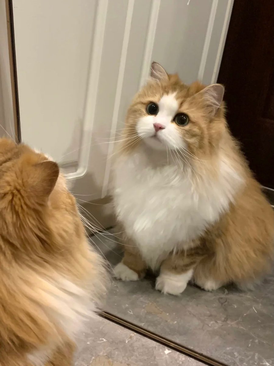HomeHues's tweet photo. My roommate finally realized he's a cat. 😼
Used to think he was a human,
but now he's finally acting like a cat.
#CatRoommate #FunnyCats #CatLife #CuteCats #PetDaily https://t.co/SD19Xo5p48