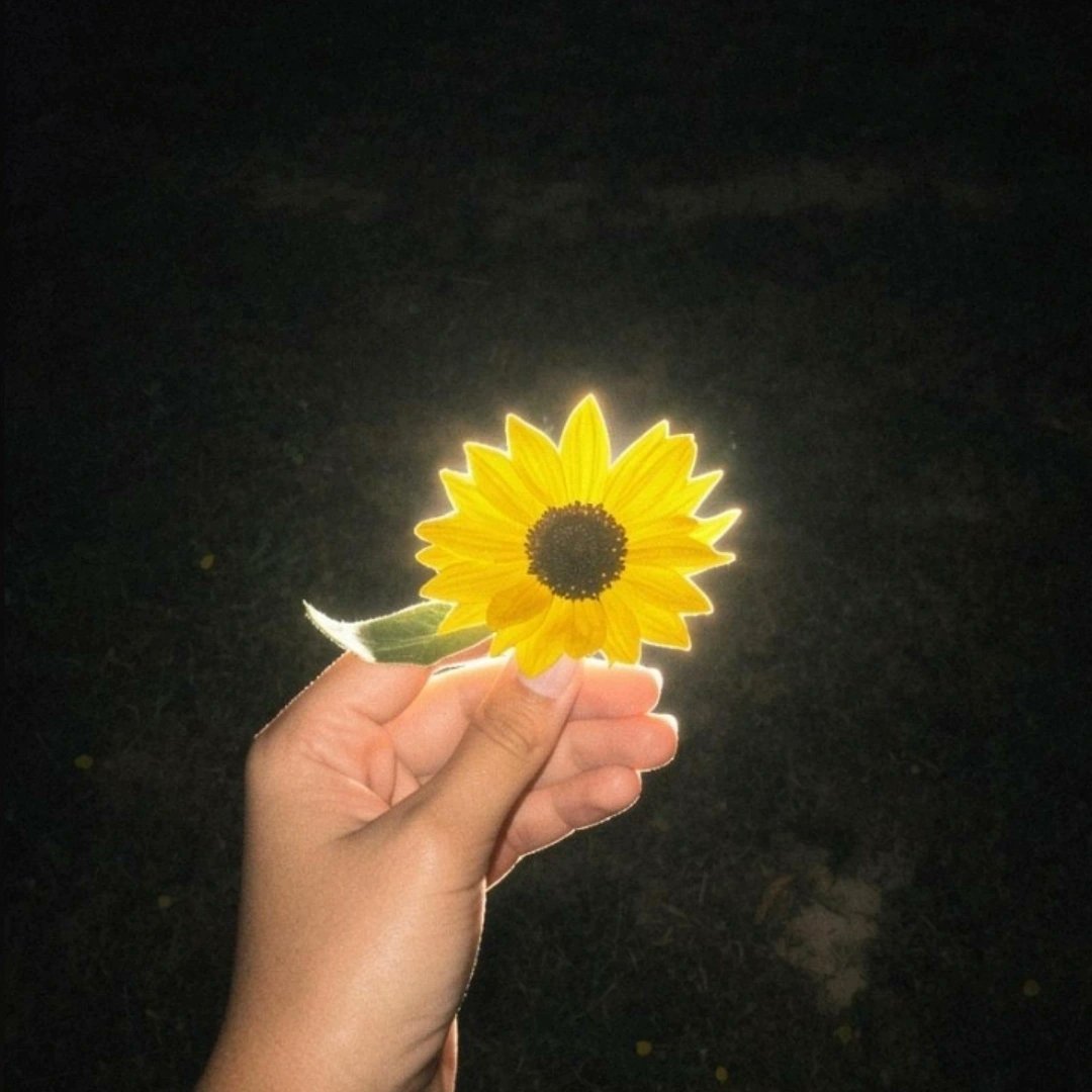 beantmaan0's tweet photo. Sunflower 🌻 
#photo https://t.co/wSwyXHpMbR