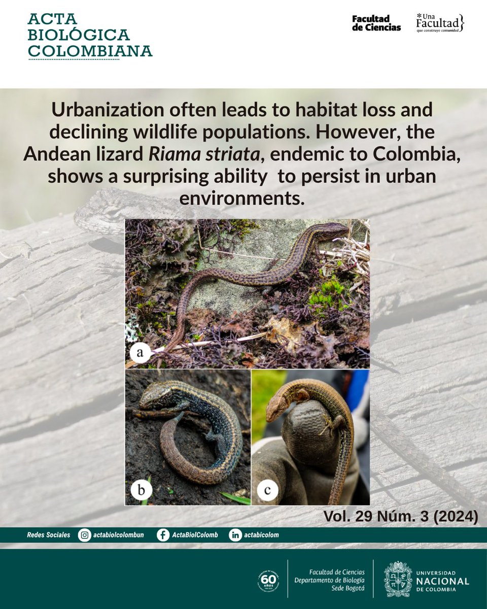 RevistaABC's tweet photo. Urbanization often leads to habitat loss and declining wildlife populations. However, the Andean lizard Riama striata, endemic to Colombia, shows a surprising ability to persist in urban environments.
https://t.co/VmWHULOltP
#Lizard #PopulationEcology #UrbanEcology https://t.co/F57umXWRr0