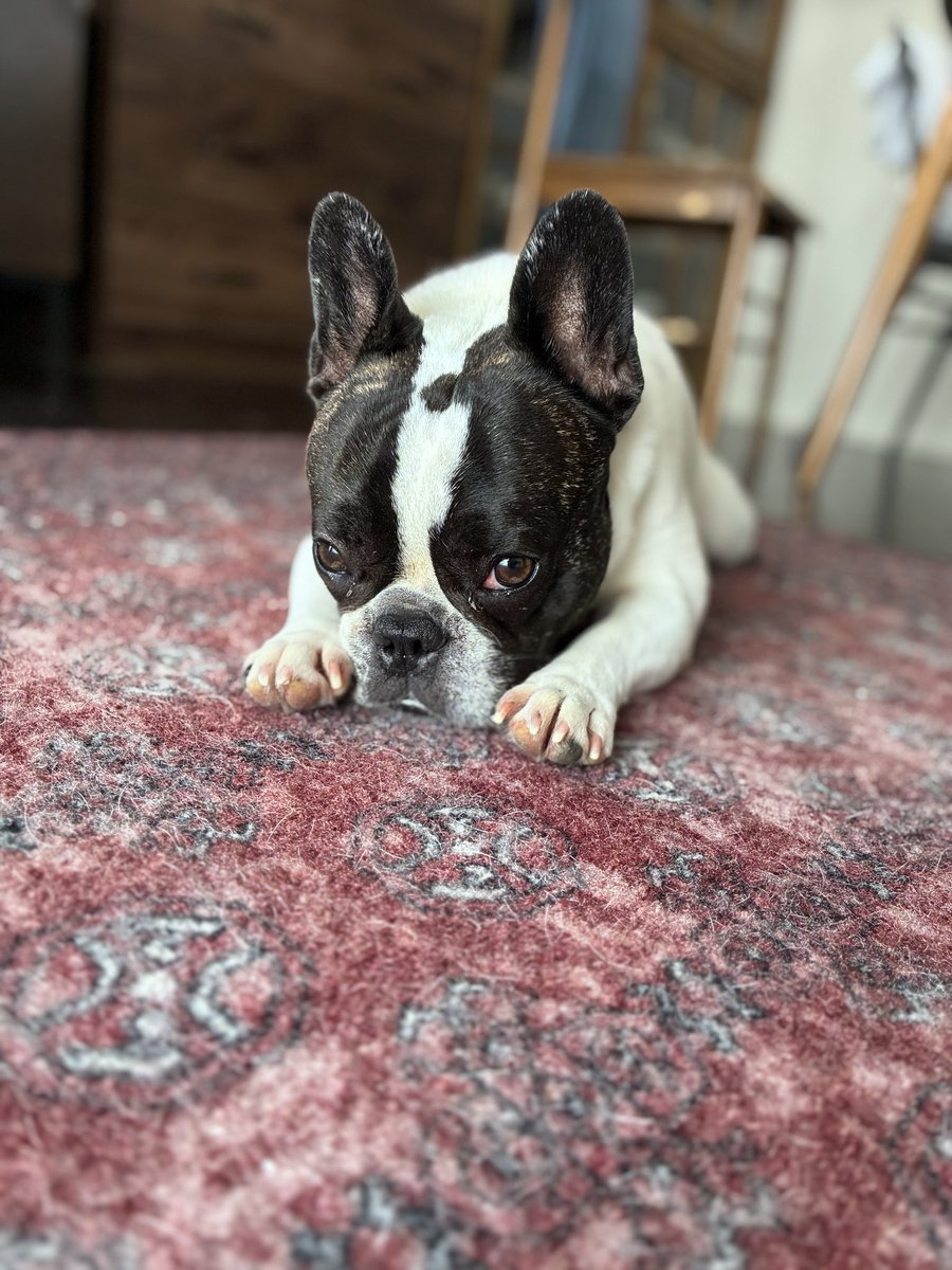 kimura_hisashi's tweet photo. こんにちは
昼 犬の予防接種
1240 晴れ

狂犬病ワクチン接種にてコミセンへ 駐車場から勢いよく歩くも 他の犬の嫌がる声が聞こえると歩くのをやめた 仕方なく抱きかかえ連れて行く 抱えたまま注射してもらうと 逃げるように走って車へ 帰宅後の表情は とても深刻

良き日を https://t.co/YIFD7F1lMD