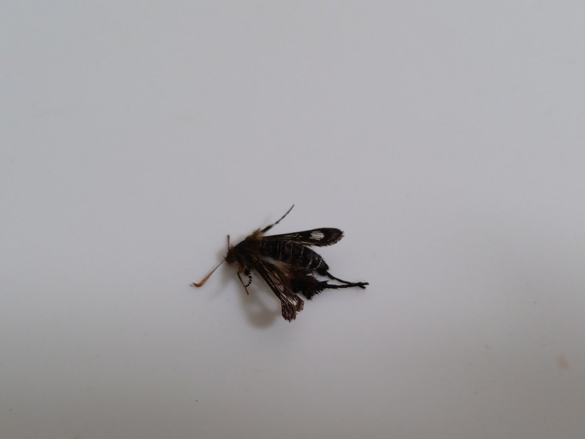 LeonardoHuntman's tweet photo. 写真が悪いけど、アシナガモモブトスカシバを後輩からもらいました
大切に標本にしますm(_ _)m https://t.co/8oQp80hpgJ