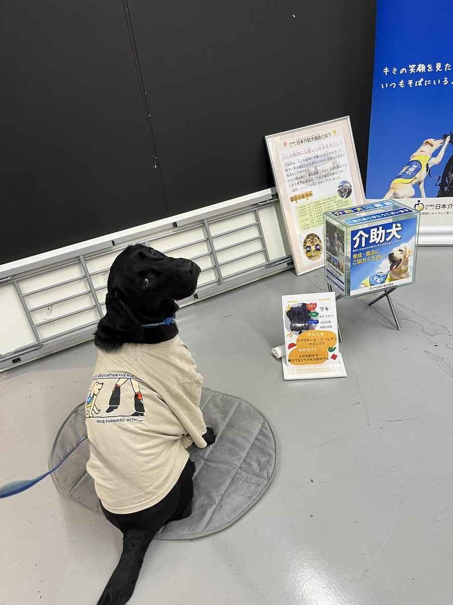 JSDA_ServiceDog's tweet photo. ⚾️東京ドーム出展のお知らせ⚾️
6月20日(土)、21日（日）#東京ドーム でブース出展いたします😊
みなさんぜひ遊びにきてください🐾
※出展時間は12時〜14時までを予定してます！
#山﨑伊織 投手
#VENUS
#日本介助犬協会 https://t.co/jPI7lWBZcB