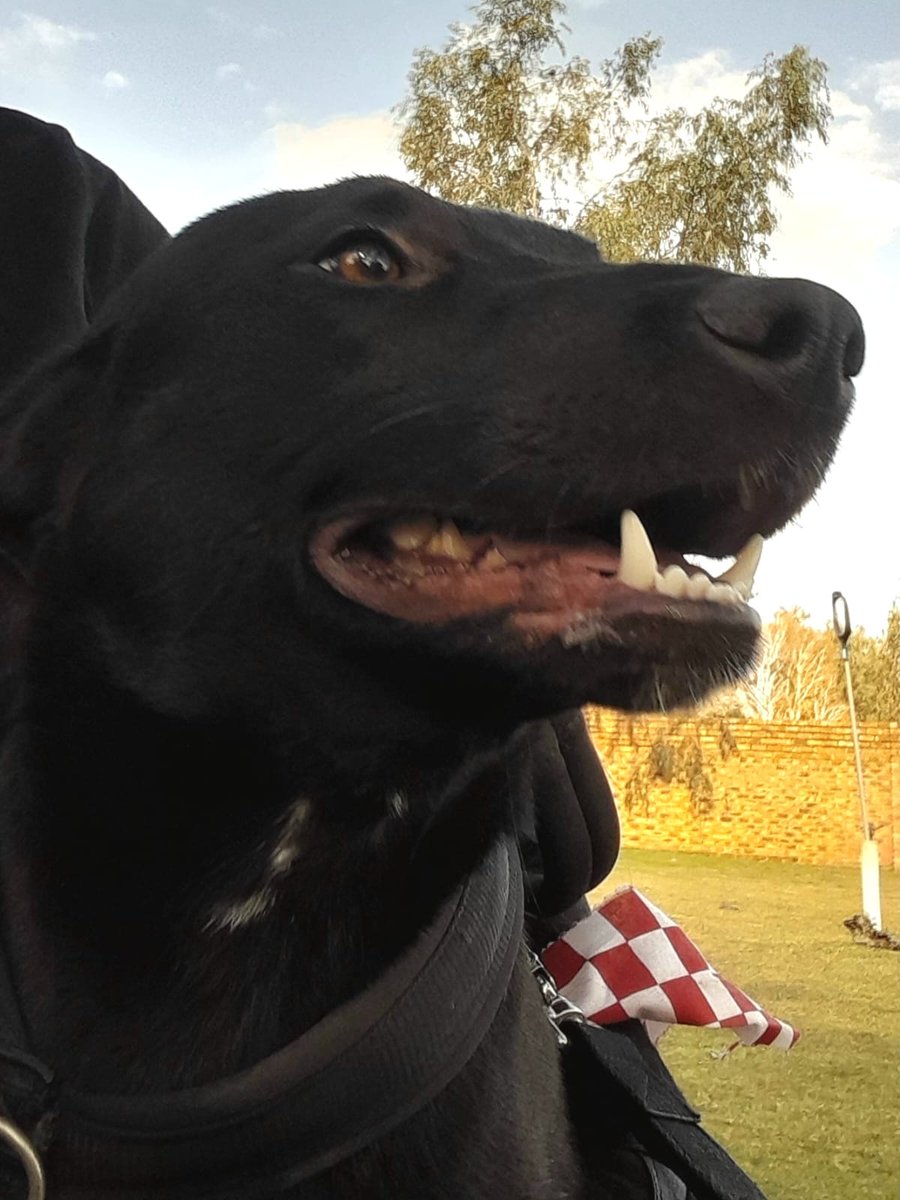 AnnaTAG2's tweet photo. Onyx,  a handsome male Africanis about 1 years old,  very friendly,  playful,  inquisitive,  this very  boy  will thrive in an active home where he'll  be given the love and attention he deserves.
To adopt contact TAG on 076-3305736 or 078-4291916 🤗🐾 https://t.co/dcQsoidwF2