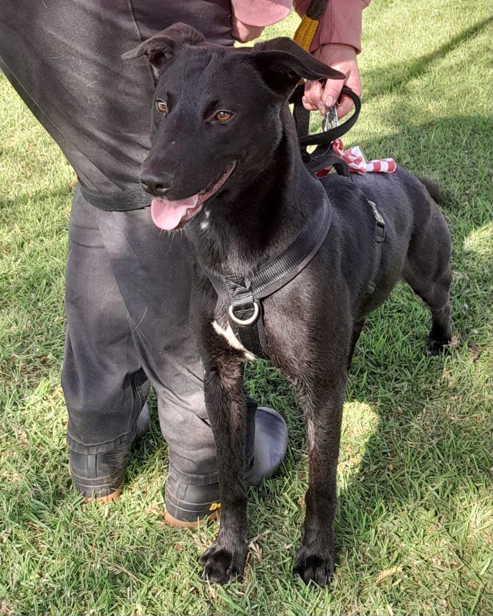 AnnaTAG2's tweet photo. Onyx,  a handsome male Africanis about 1 years old,  very friendly,  playful,  inquisitive,  this very  boy  will thrive in an active home where he'll  be given the love and attention he deserves.
To adopt contact TAG on 076-3305736 or 078-4291916 🤗🐾 https://t.co/dcQsoidwF2