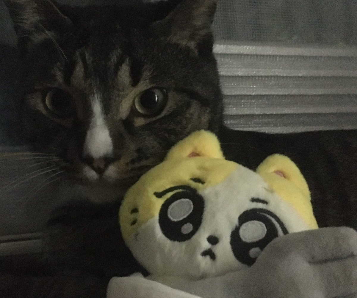 텐시 tweet media