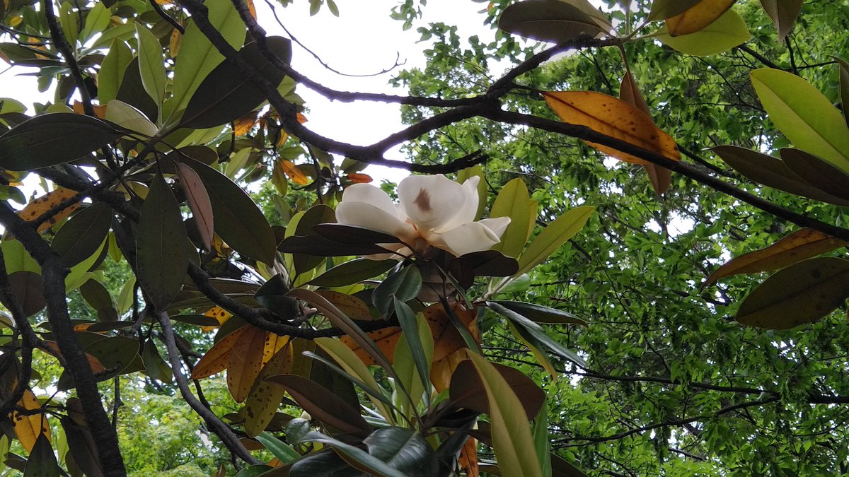 daidu5's tweet photo. 今年も毎朝、タイサンボクの開花状況をチェックする季節がやってきたのです。 https://t.co/gRx0sGTJYV