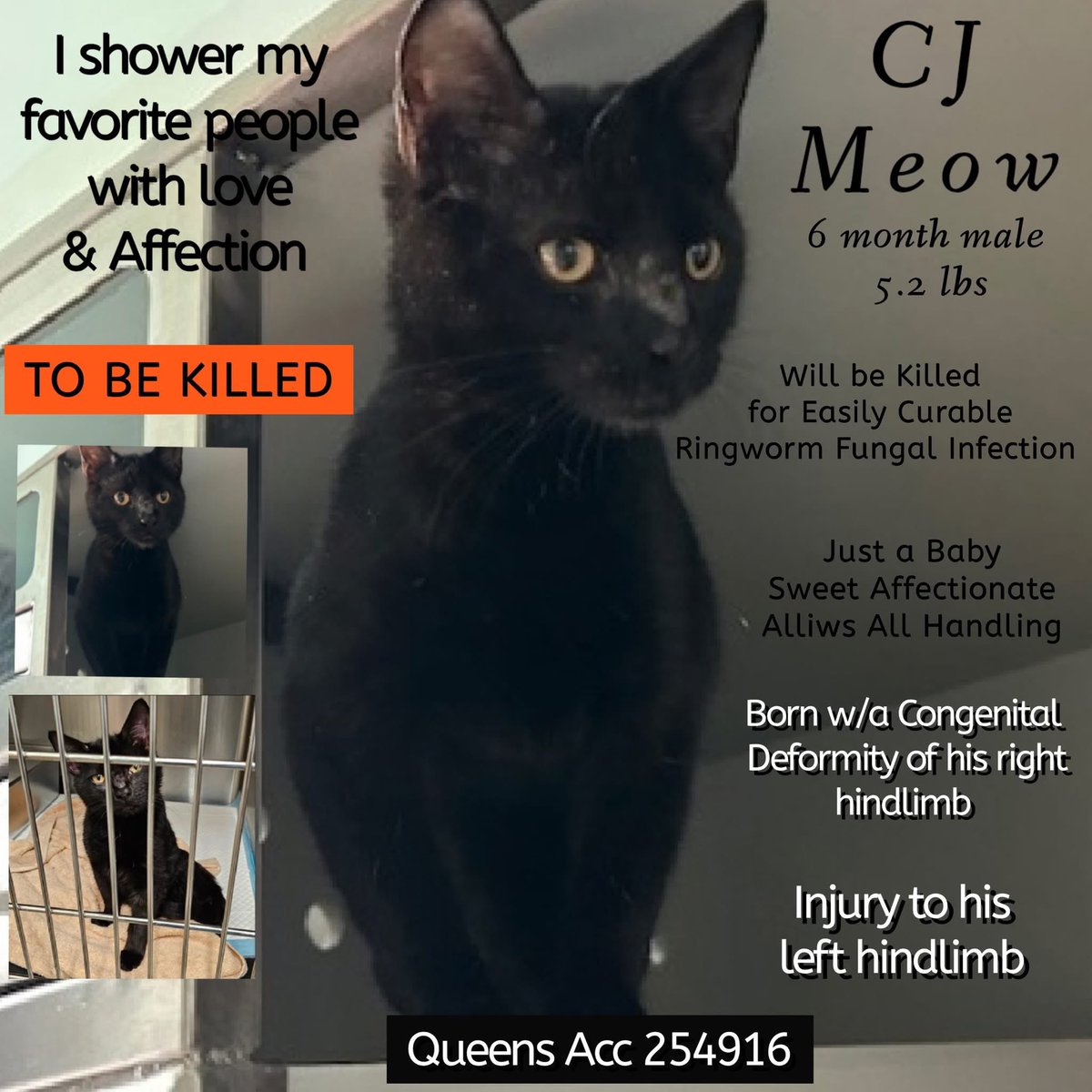 ngremmy's tweet photo. 🆘Please REPOST-adopt-foster🆘

CJ MEOW is on the “emergency placement” list at NYC AC&amp;C and needs out of the shelter by 12 NOON 6/2!

#teamkittySOS https://t.co/5NgdWI3GKO https://t.co/mZoWSf8PU3
