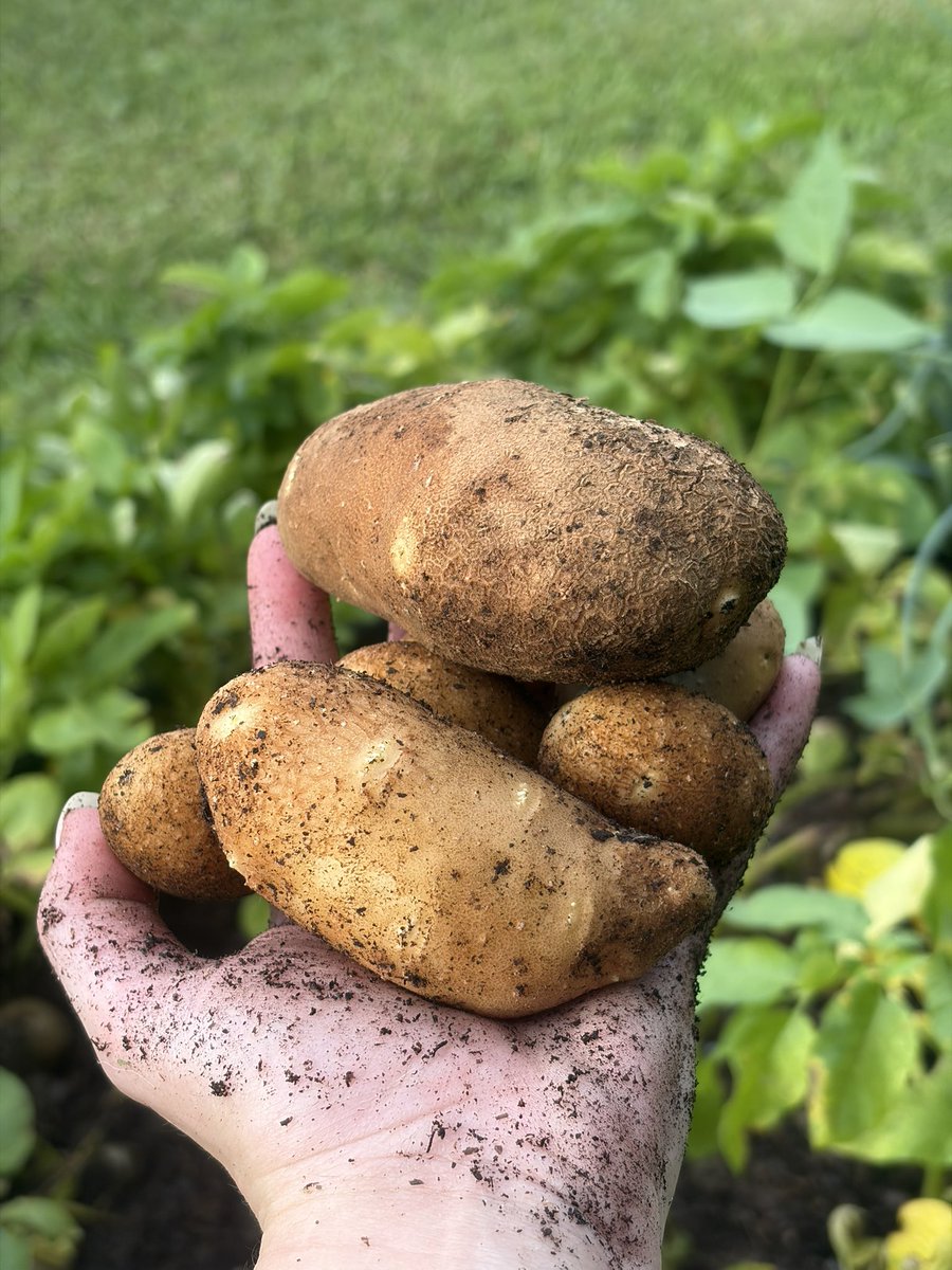 softALTangel's tweet photo. I need to take pics of the full harvest but !!!! mashed potatoes coming soooon https://t.co/3BpGgNs8W1