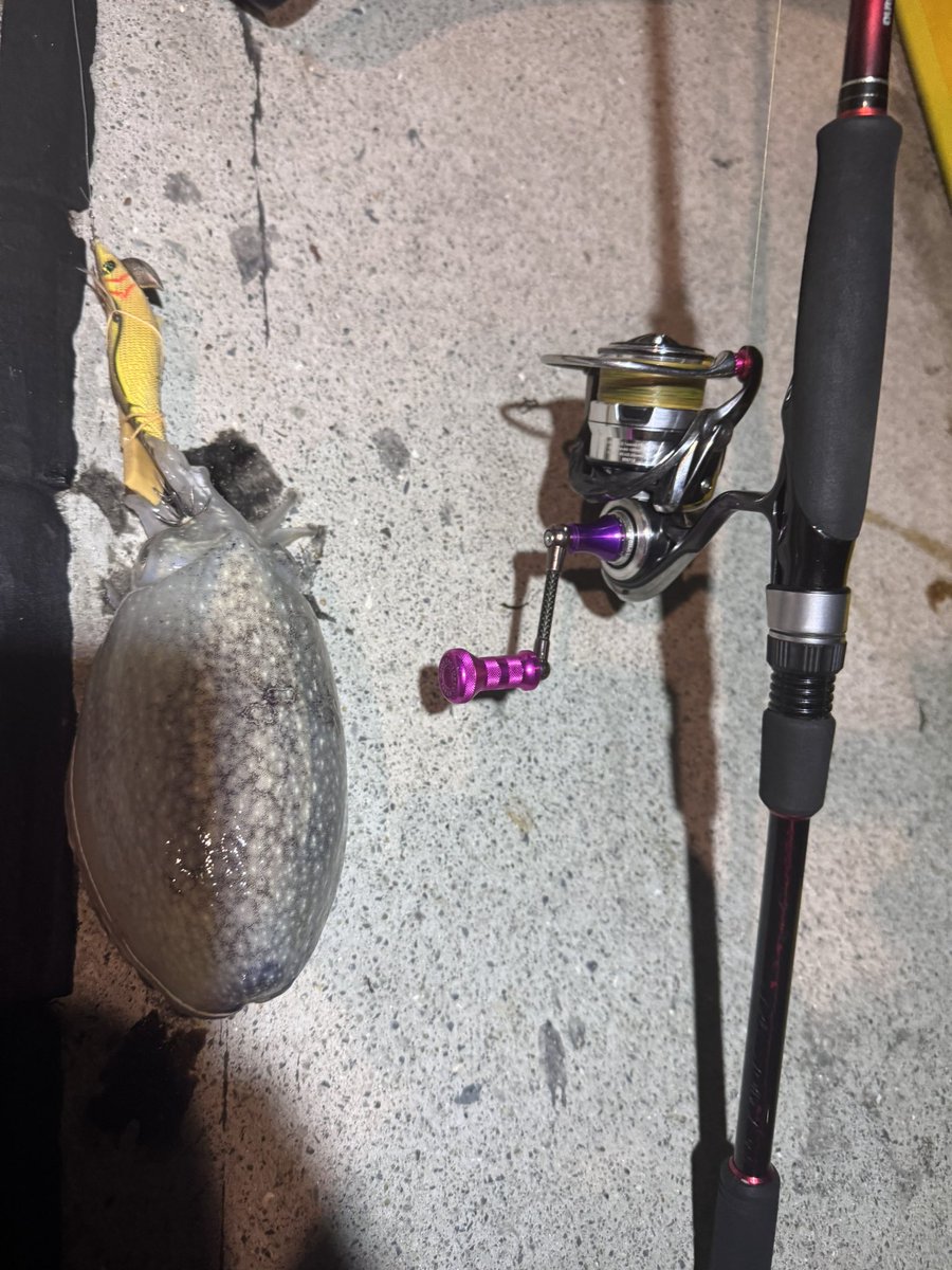 ACE_h_a's tweet photo. 絶好調のコウイカエギング( 'ω'o🦑o イカ!!
エギングにはマンハッタンアクアが相性抜群です!!
どこの操作位置でも指に張り付くようなグリップ力!
見た目と反して軽量かつ冷たくない。
エギングにはマンハッタンアクア一択です😚
#iosfactory
#マンハッタンアクア https://t.co/BUPppAIH8j