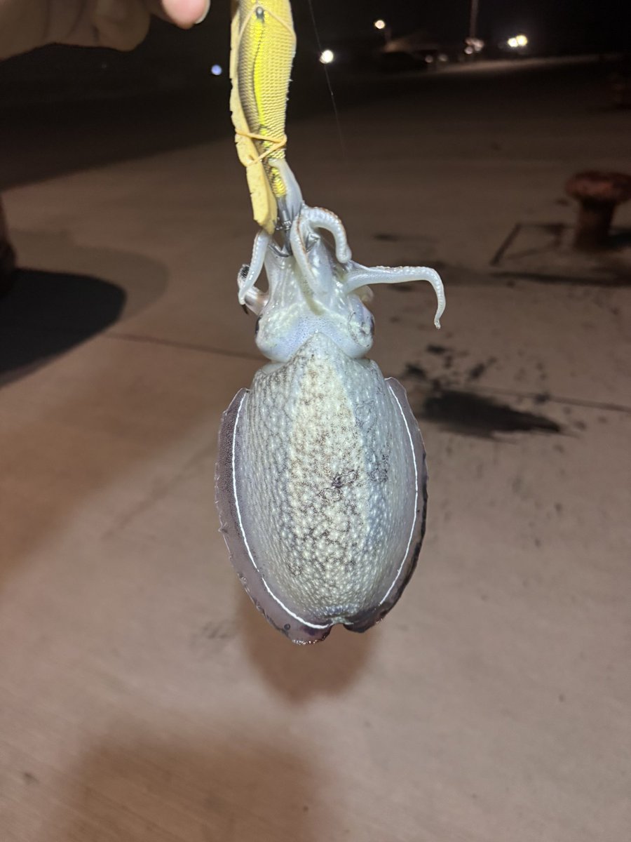 ACE_h_a's tweet photo. 絶好調のコウイカエギング( 'ω'o🦑o イカ!!
エギングにはマンハッタンアクアが相性抜群です!!
どこの操作位置でも指に張り付くようなグリップ力!
見た目と反して軽量かつ冷たくない。
エギングにはマンハッタンアクア一択です😚
#iosfactory
#マンハッタンアクア https://t.co/BUPppAIH8j