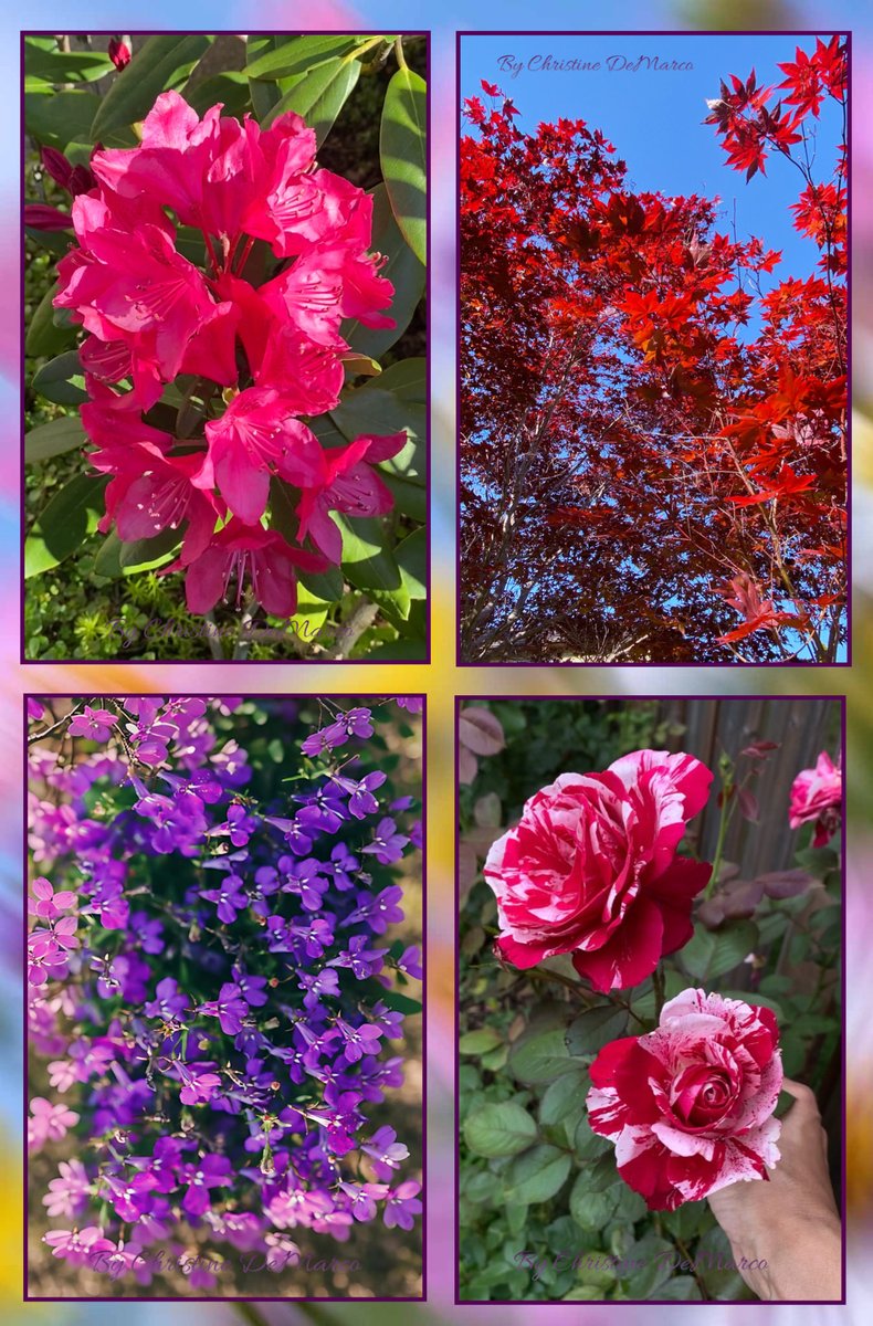 christinedemar's tweet photo. Hello &amp; Welcome to June! 💜💕🌸💕💮💕🌸💕💜💕💮
What better way to start the first day of the month than with a little #MagentaMonday  #MyGarden  Actually my #MagentaGarden 
Wishing all my friends a BBC (bright, beautiful &amp; colourful) new week ahead!
💜💕💮💕🌸💕💮💕💜💕🌸 https://t.co/QWWZ8Hagff
