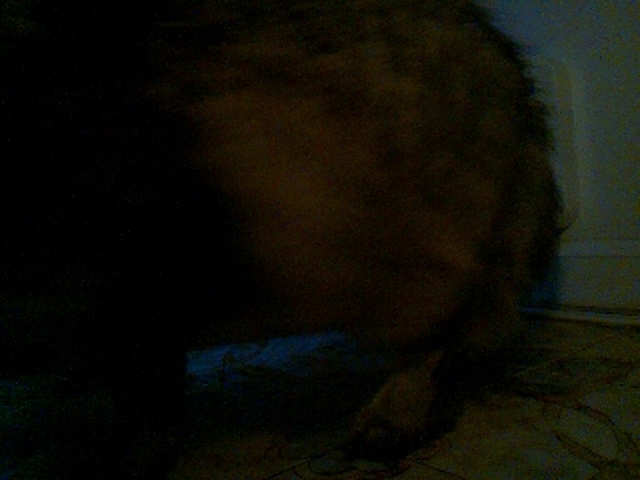boosimba's tweet photo. Good morning cat of mystery!

Catmonic (using LandingLens ConvNext-[29M]) says the likelihood is 98.1%

Auto-tweet from catmon2: 2026-06-01_045712.jpg https://t.co/oIAQW0QbkC