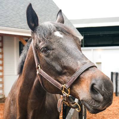 derbymuseum's tweet photo. Meet Warrior’s Club, our brand new Resident Thoroughbred!🐎 He's a graded stakes winner, Breeders’ Cup competitor, and all-around good boy.💙 Trained by Hall of Famer D. Wayne Lukas, he finished up his racing career in 2019 and he’s now serving as an ambassador for @SecondStride. https://t.co/Ea7ffeKVqp