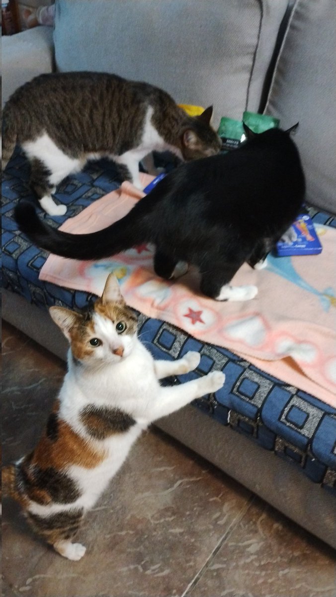Bearitahae's tweet photo. #MiMascotaRata
Mis bebés tan hermosos 💕 https://t.co/fvWKhFsfMA
