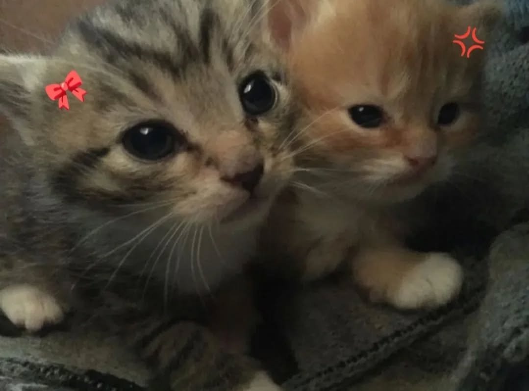 aura with cats tweet media