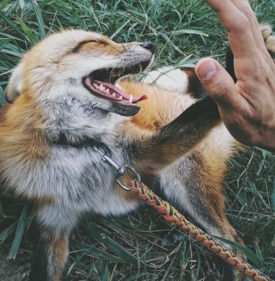 TheFoxLife's tweet photo. bro hit the cleanest high five of all time https://t.co/oSWNnuGYqm