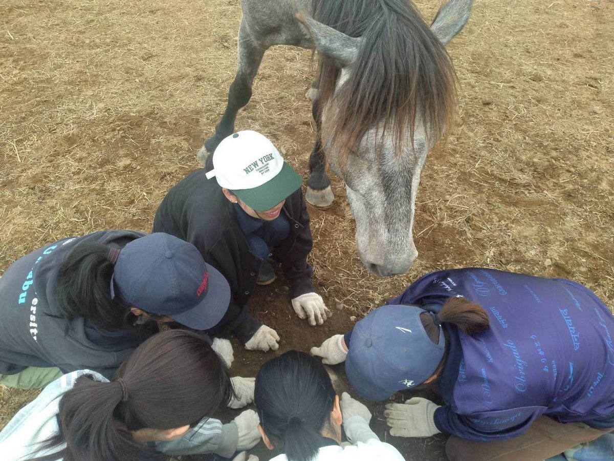 chikudaiumabu's tweet photo. みなさんこんにちは☀️
先日パドック内に大きい石があるのを見つけてみんなで掘っていたら…
コウキも混ざってくれました😂
何してるんだ？と近くでウロウロしていて可愛かったです🥰
⁡
🦋
⁡
#帯広畜産大学 #うまぶ #馬 #十勝 #horse https://t.co/yJlqb7WWny