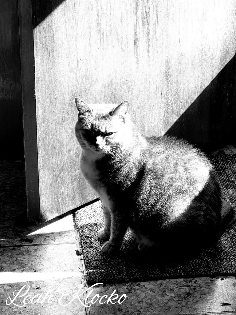 leahklocko's tweet photo. Sunday's B&amp;W #blackandwhitephoto #blackandwhitephotography #blackandwhitephotos #blackandwhite https://t.co/wrVn7DoB25