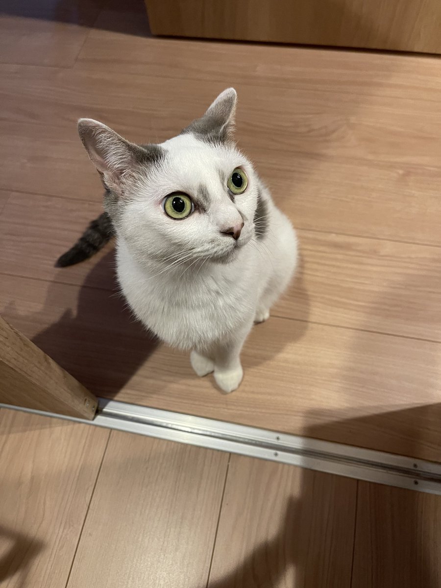 shimura_ken_'s tweet photo. 飼い主追跡
秘密の隠れ家(クローゼット
お気に入りの場所(おろすの大変面倒
#猫 https://t.co/wLGWP4opma