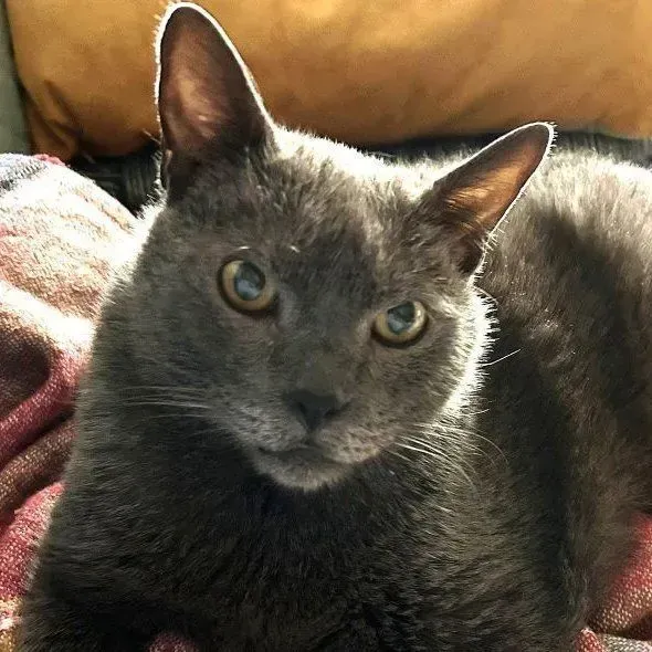 sachikoko's tweet photo. 👉🏽SENIOR ALERT🙏🏽PLEASE SHARE
💙Sweet 13YO #Senior Gray/Blue Kitty "BAMBOO"💙
📣Needs A Calm, Quiet🏡#FureverHome🏡
➡https://t.co/wthogaOQME
🙏🏽#AdoptDontShop #AdoptASeniorCat
#Oakland, #CA #SF #BayArea #SpecialNeeds 
➡https://t.co/FCtnqRcx23 
☑Cat☑Teens #RehomeHour #US #CATS https://t.co/IqnTEBaZeg