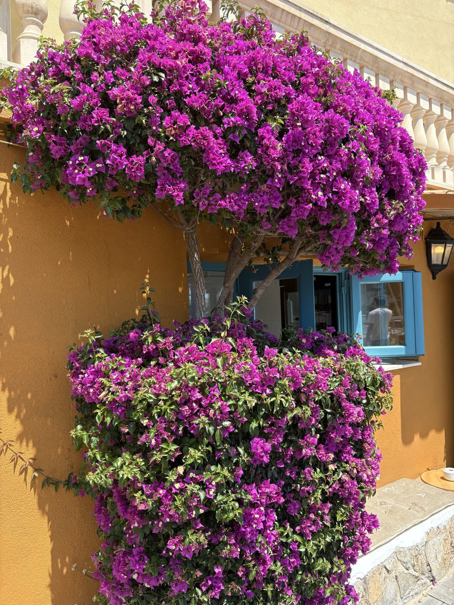 IanWallhead's tweet photo. Lovely flowers in Portocristo 😘👌🏼 https://t.co/GV9iKrrXXn