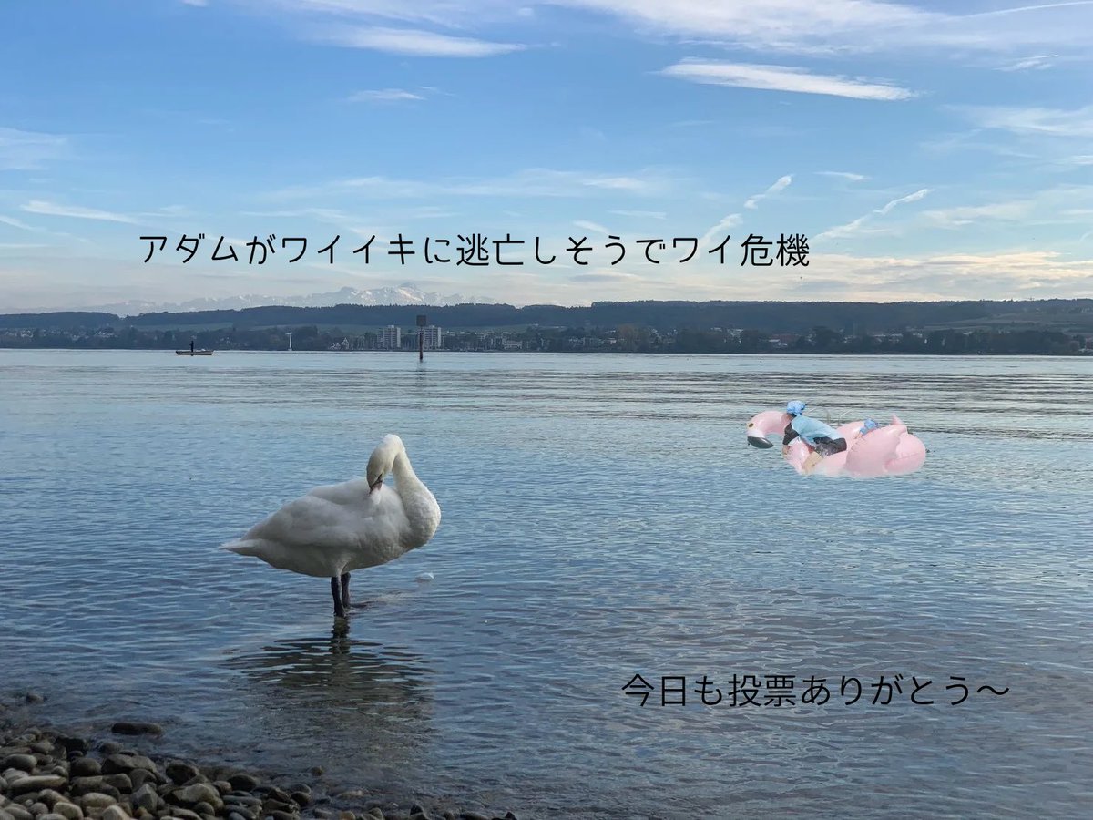 まきし🌺🎼 tweet media