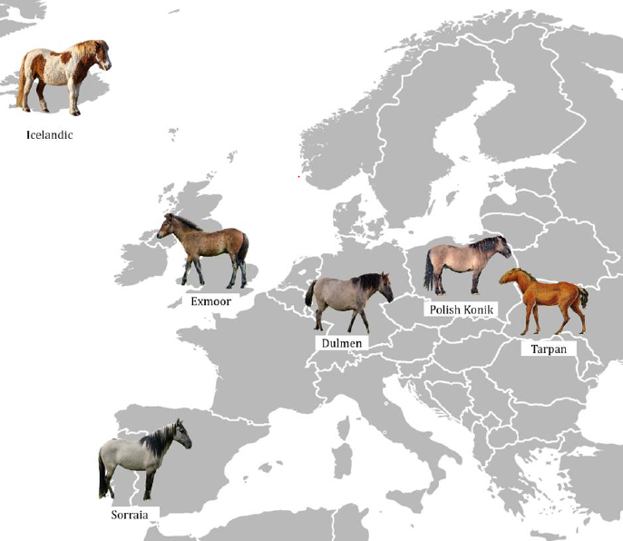 Ag_Bieniek's tweet photo. Whole Genome Data Uncover the Complex Origins of Polish Konik Horses https://t.co/wYzTKDqMMe  @Animals_MDPI @KatarzynaRopka @SzmukierMonika #PolishKonik #horse #pony #Tarpan #AncientHorses #HorseGenomics https://t.co/OZeUKX5IqL
