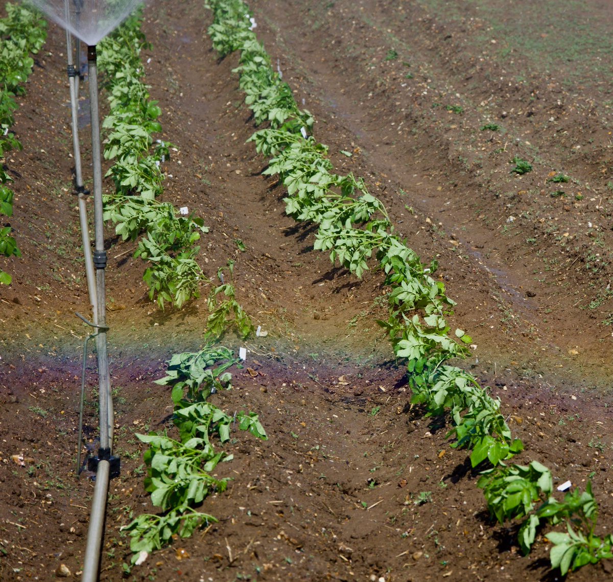 TheSainsburyLab's tweet photo. The @jonathandgjones team braved the heat to get new potato plants into the field just in time for #InternationalDayOfPotato 30 May🥔☀️
Can you spot the 🌈rainbow?

These trials will identify the best late blight- and virus-resistant lines - vital traits for resilient agriculture https://t.co/PLuHnSEZfA