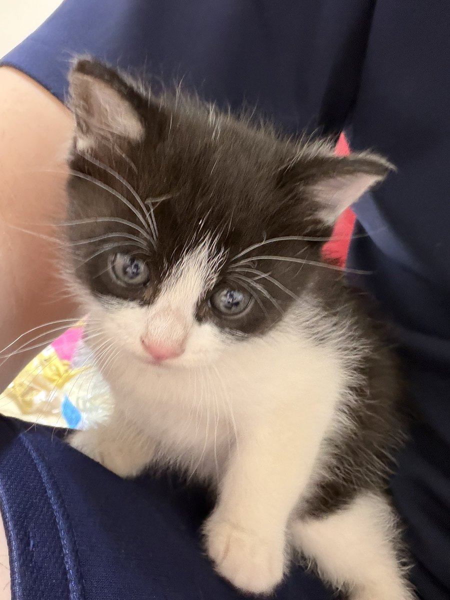 5kyn_'s tweet photo. 新しい🐱 https://t.co/NZ9uVEPS3b