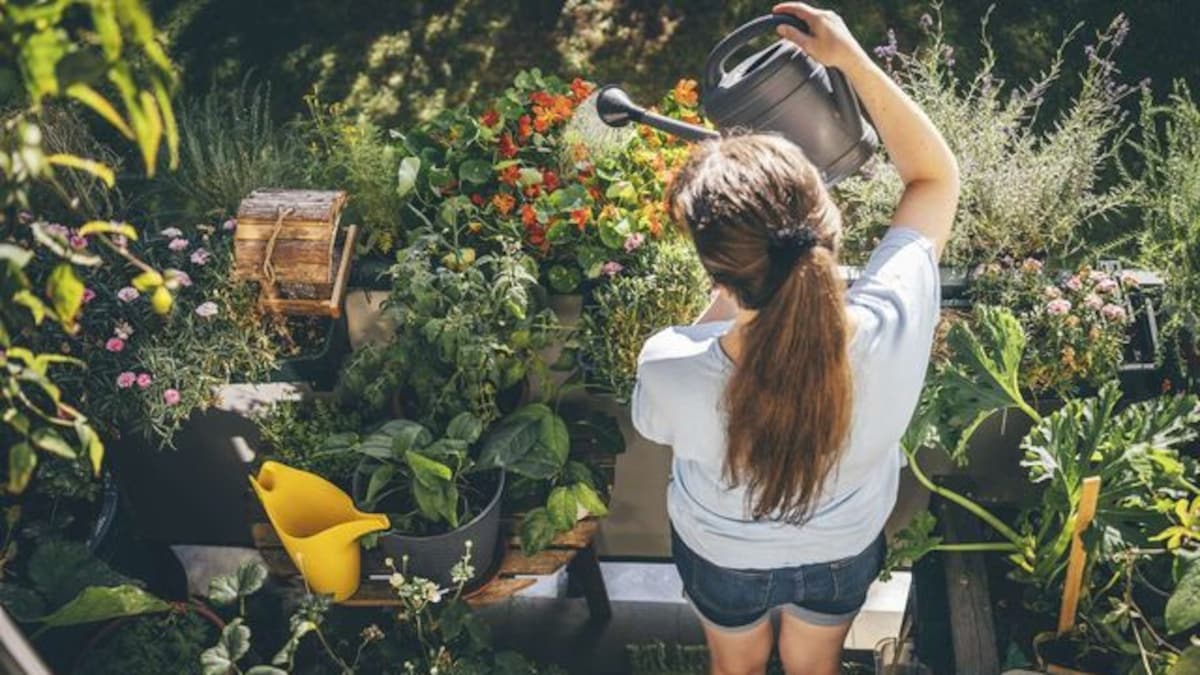 FitForFun's tweet photo. Verbotene Schönheit: Diese Pflanze sieht schön aus, kann dir aber ernsthafte Probleme einhandeln – sogar rechtlich. Warum der Anbau in deinem Garten keine gute Idee ist und welche legale Alternative es gibt, liest du hier. https://t.co/h5jLmQDSEC https://t.co/0WXsKb1Ebz