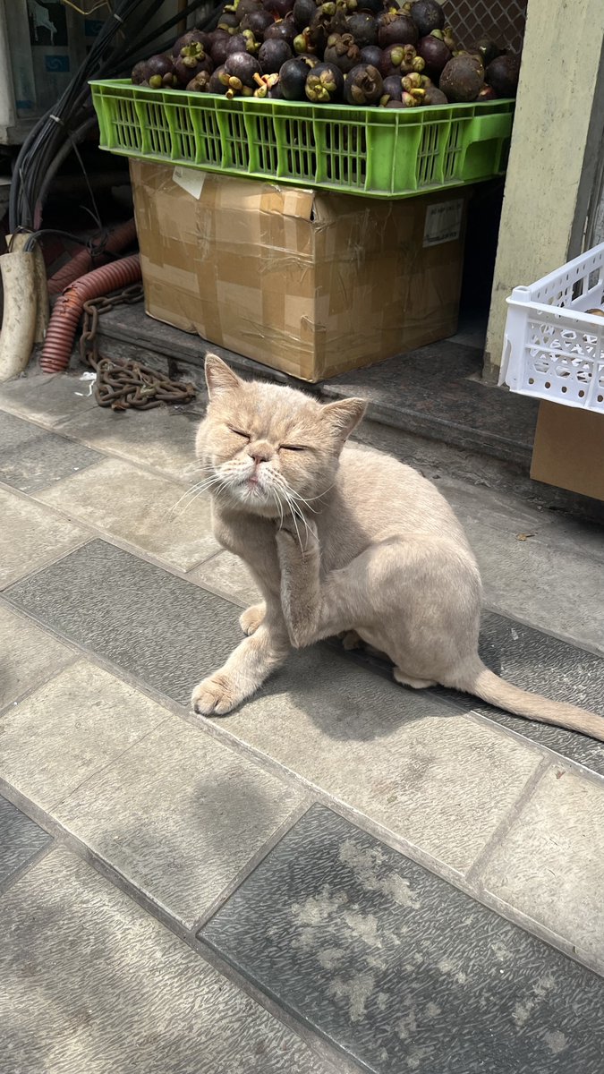 chara2shinai's tweet photo. ホーチミンを楽しみにしてくれてた方々すみません🙇‍♂️

何とか1日だけでも観光できるように今日は大人しくしておきます🥲

あと今回の旅でフォローしてくれた方、本当にありがとうございます！

フォロバ希望の方はこの投稿にリプください🙇‍♂️
順番にお迎えに行きます！✈️ https://t.co/kbAliJk1EQ