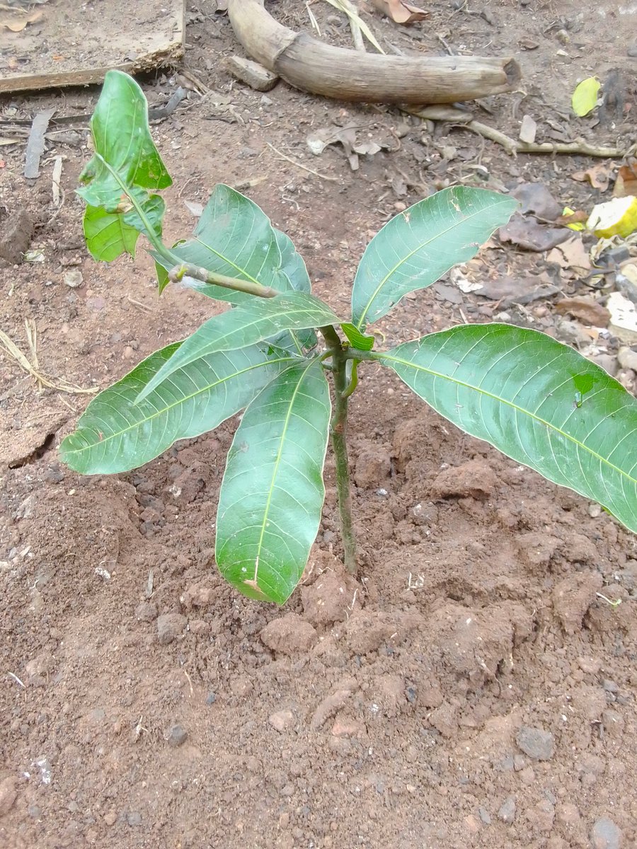 JAMES757694278's tweet photo. I’ve planted a tree today to welcome June, continuing my monthly tradition.
I’m also launching the #OneMonthOneTree campaign planting one tree every month as a simple act for climate action and a greener future @CCD_UG
@nemaug
@JudithGallagh19 @UNICEFUganda @sdgs_ug @UNDPUganda https://t.co/t9zHETLUah