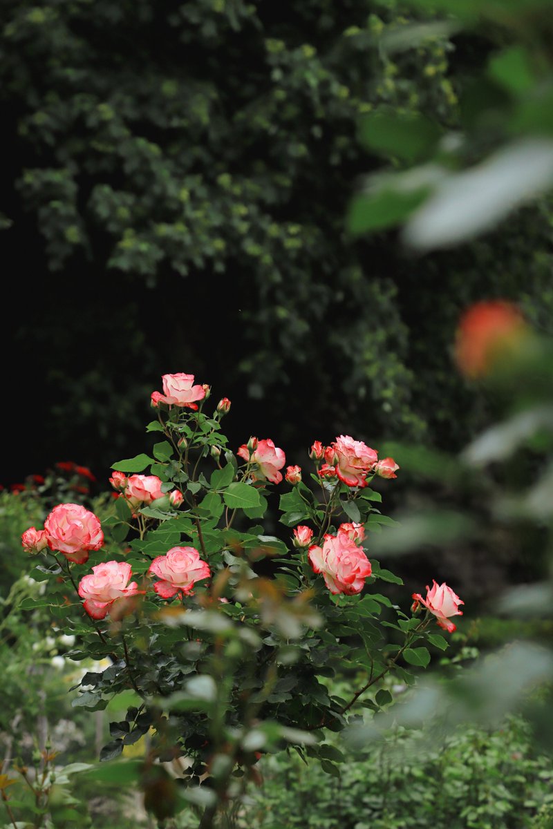 NBGGEO's tweet photo. 🌹Did you know roses existed long before humans? They are about 35 million years old
🌈Today there are 30000+ cultivated rose varieties worldwide
🇬🇪 Georgia is home to 34 wild species, including 5 endemic to the country
🌿 Our rose collection includes 11 species and 350 cultivars https://t.co/T9l43sDRsD