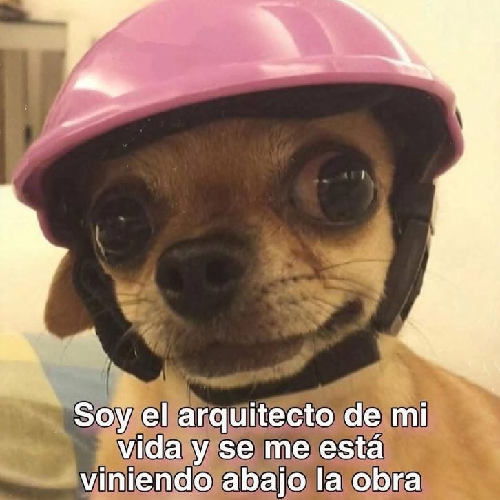 ANIMALITOSSANA's tweet photo. https://t.co/uZe218lhU5