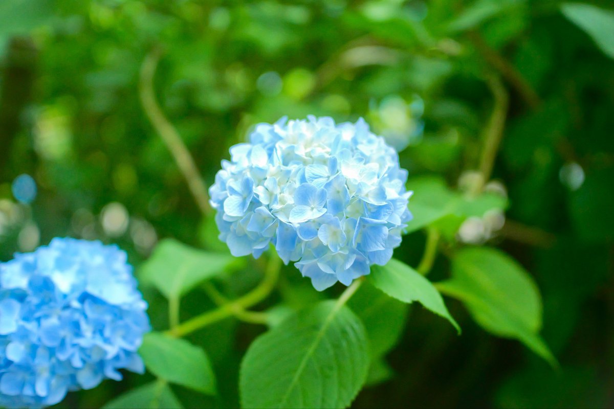 krncmr22's tweet photo. きたかまの紫陽花撮ってきた〜🌸 https://t.co/K0ngXuesyx