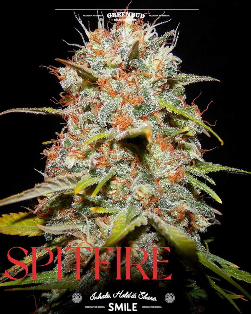 GreenbudSeeds's tweet photo. New shots of SPITFIRE from the Greenbud Seeds Classic Line. ✈️🔥

A legendary Indica built on Afghan Kush, Purple and Mazar-i-Sharif genetics. Dense resin, rich colours and a deeply relaxing old-school character.

Full throttle into a new week!

#GreenbudSeeds #CannabisCommunity https://t.co/LJpAXKmhfy
