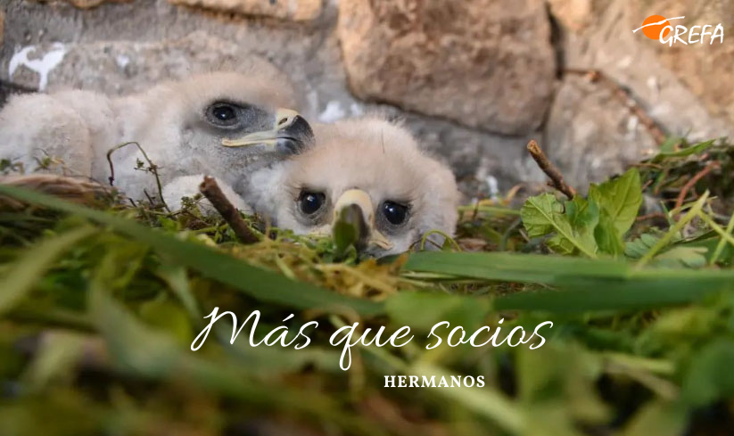 GREFA_Fauna's tweet photo. 💚 Hay vínculos que nacen en el nido y dejan huella. En GREFA, trabajamos para que historias así sigan siendo posibles. Pero no podemos solos. Hazte socio. 🦅🌿
👉 https://t.co/tMAeQHtR4R
#GREFA #HazteSocio https://t.co/lUfHRU8rWS
