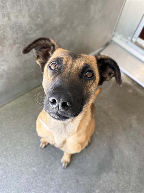 itsadogslifersq's tweet photo. Sweetie has no name yet #A5779946
2yo. listed as #germanshepherd but also has some distinctive #blackmouthcur features.
Sweet, soulful eyes. She came in 5/30, current status "stray hold".
Meet her & fall in love with her in #Lancaster. I'm sure she'll be an amazing #familydog. https://t.co/weCJODNFCJ
