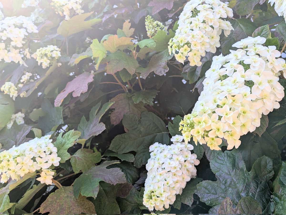 _te2__'s tweet photo. #今日の紫陽花 https://t.co/q2hm3JOwMb