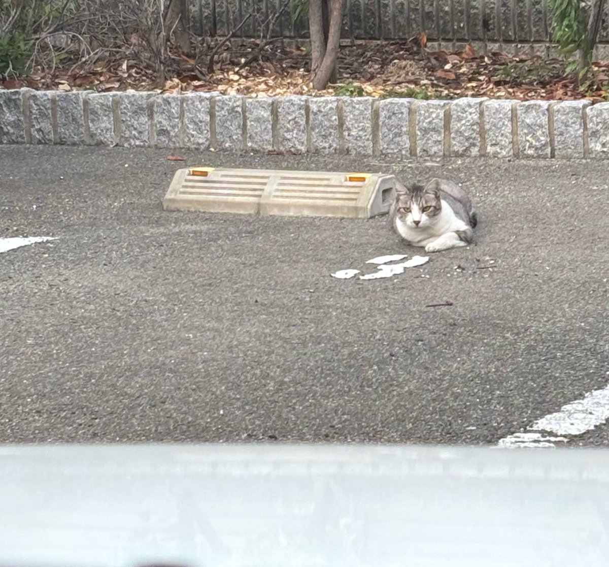 ieb_3rd's tweet photo. 私の契約駐車場、無断駐猫されてる。 https://t.co/AdITU3SXv0