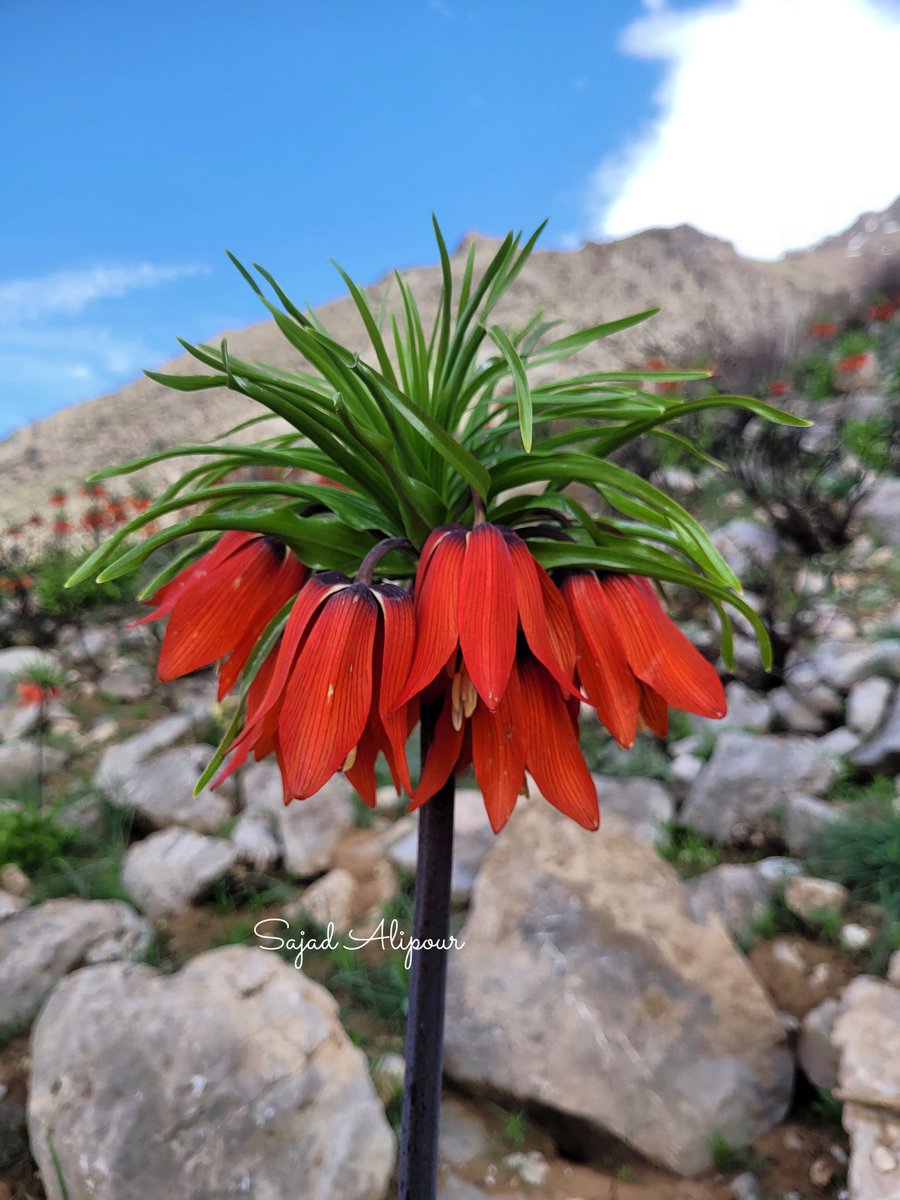 SajadAlipour98's tweet photo. Fritillaria imperialis
Liliaceae
Zagros, Iran
Elevation: 2750 m
April 2026, "Right in the middle of the war"
#Liliaceae #Fritillaria https://t.co/7Fl4DUNFEP