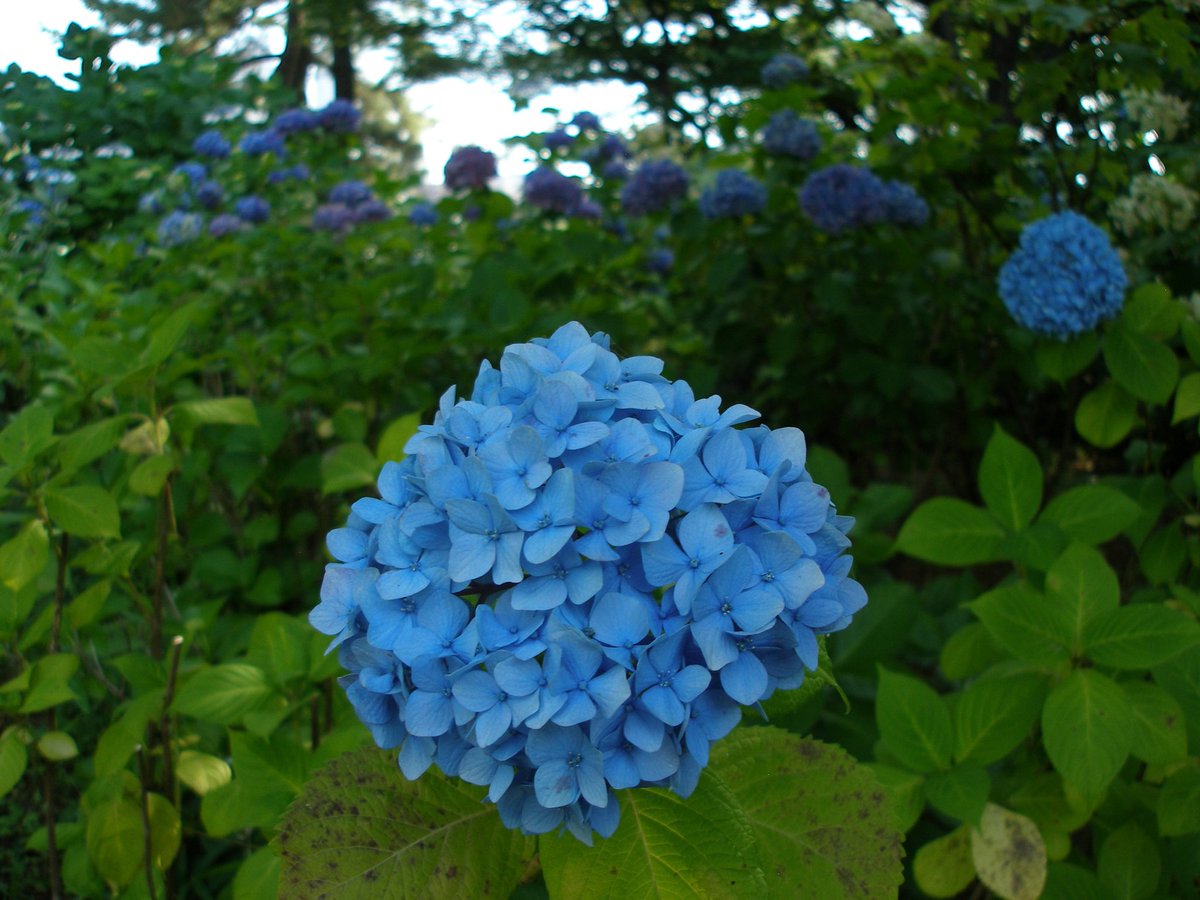 1000mi0's tweet photo. OLYMPUS CAMEDIA SP-350
多摩川台公園
液晶だとイマイチだけど、家帰って見てみると悪くない感じ。
#多摩川台公園 #大田区 #あじさい #紫陽花 #OLYMPUS #CAMEDIA https://t.co/kevwzaISTp