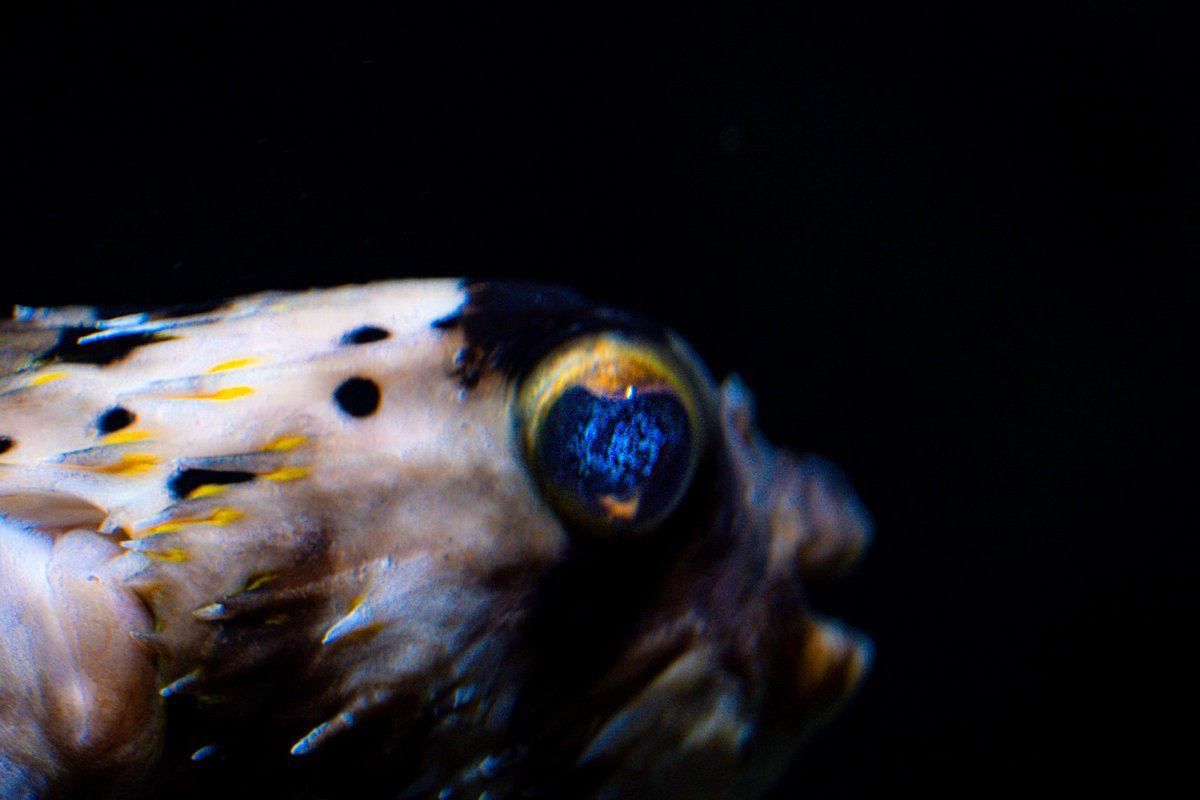 bokunarinosekai's tweet photo. ラピスラズリ

水族館での1枚
location:海響館/下関市

#写真好きな人とつながりたい https://t.co/nzpwDGPVrj